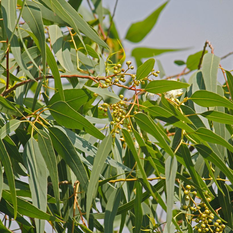 Corymbia citriodora - Eucalyptus citronné (Foliage)