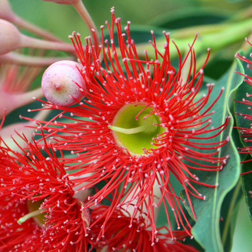 Corymbia ficifolia - Eucalyptus ou gommier rouge (Flowering)