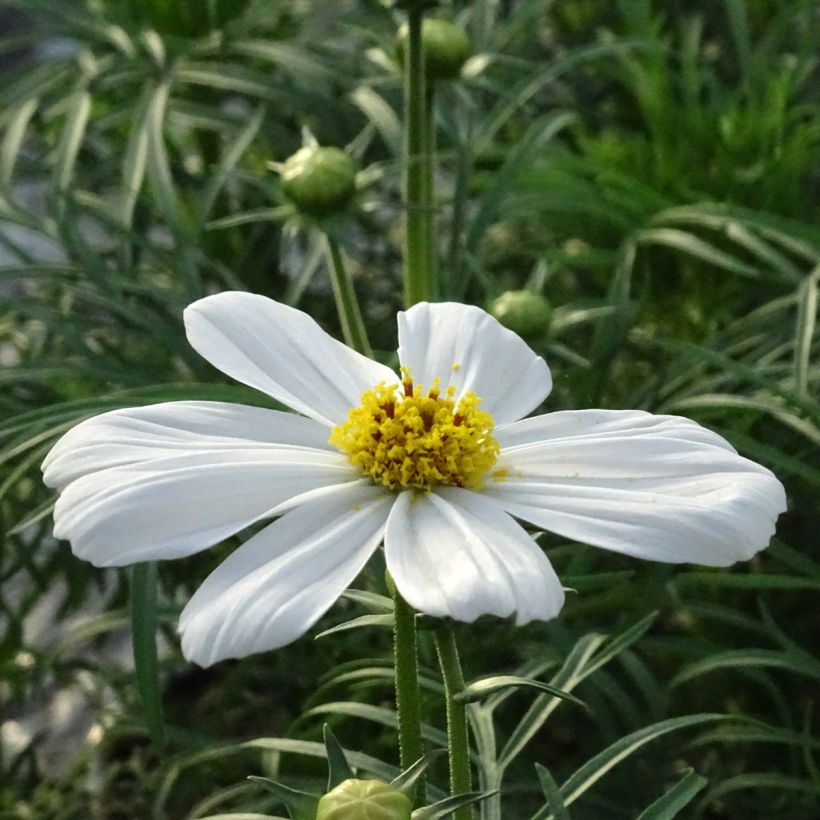 Cosmos Sonata Blanc (Flowering)