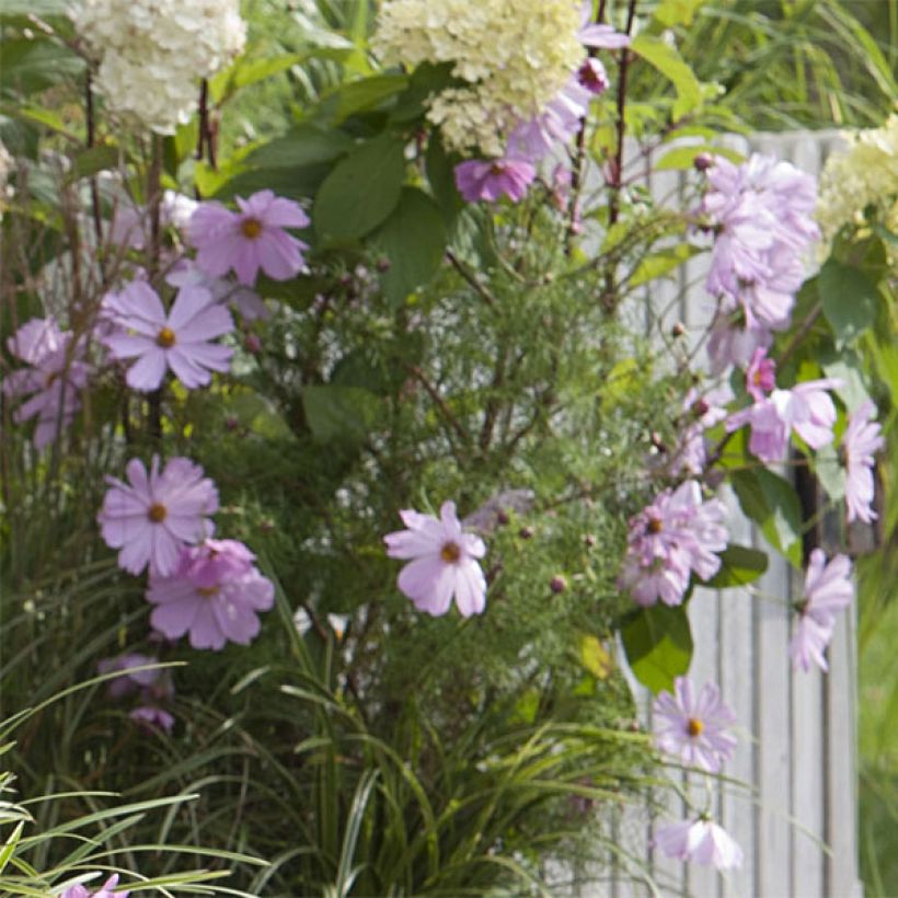 Cosmos Sonata Rose Clair (Flowering)