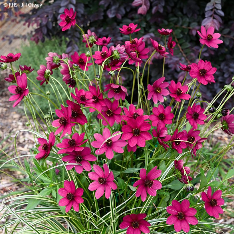 Cosmos Cherry Chocolate (Plant habit)