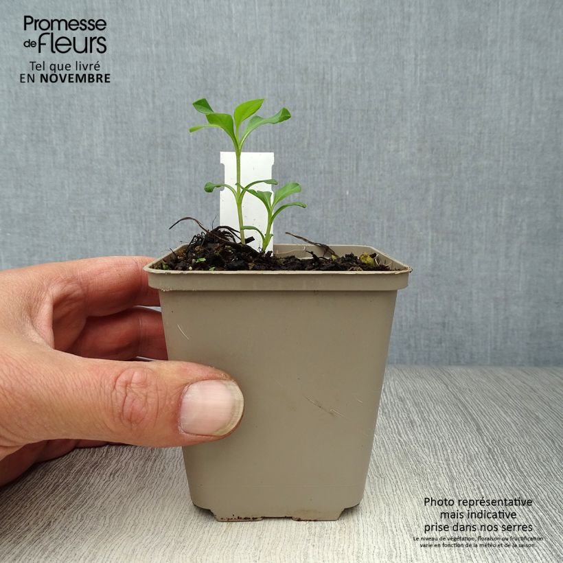 Example of Cosmos atrosanguineus Eclipse - Cosmos chocolat Godet de 8/9 cm as you get in automne