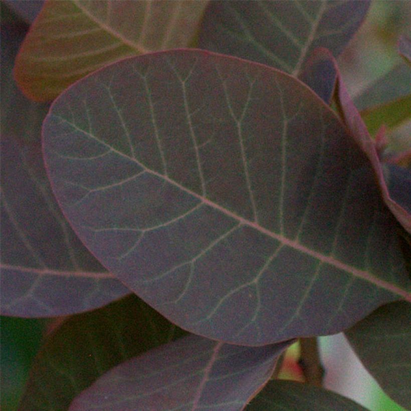 Cotinus Grace - Arbre à perruque (Foliage)