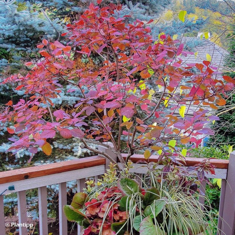 Cotinus coggygria Old Fashioned - Arbre à Perruques (Plant habit)