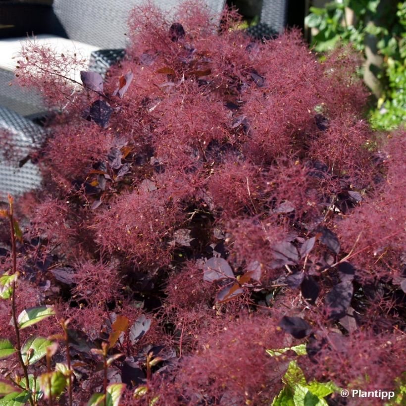 Cotinus coggygria Dusky Maiden - Arbre à Perruques (Flowering)
