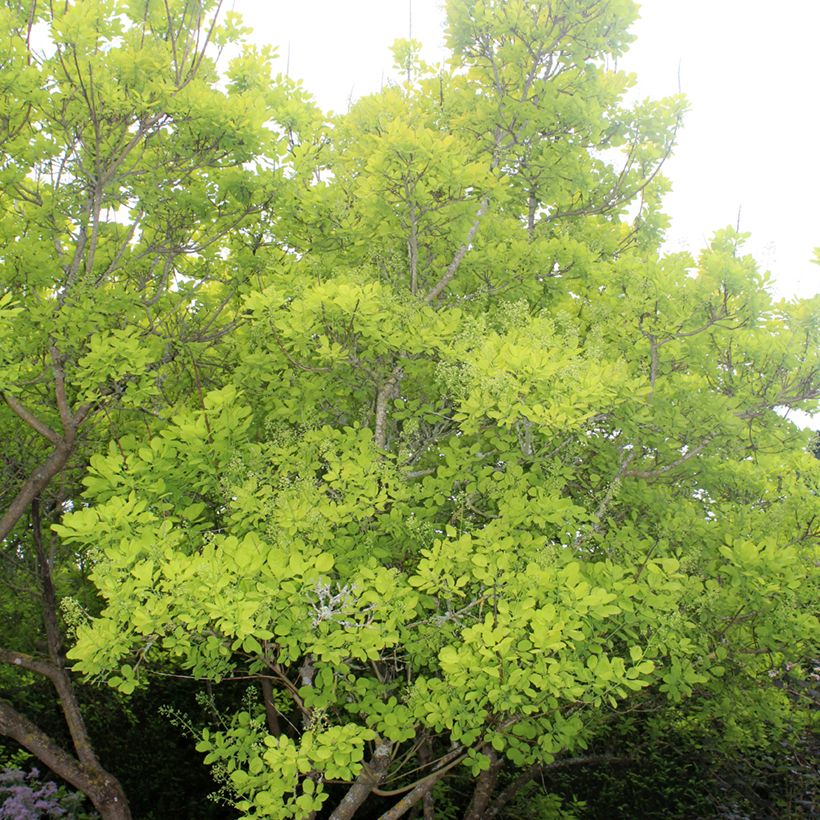 Cotinus coggygria Golden Spirit - Arbre à Perruques Doré (Plant habit)