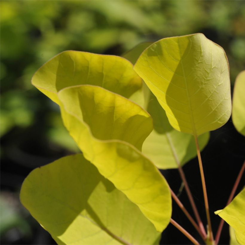 Cotinus coggygria Golden Spirit - Arbre à Perruques Doré (Foliage)