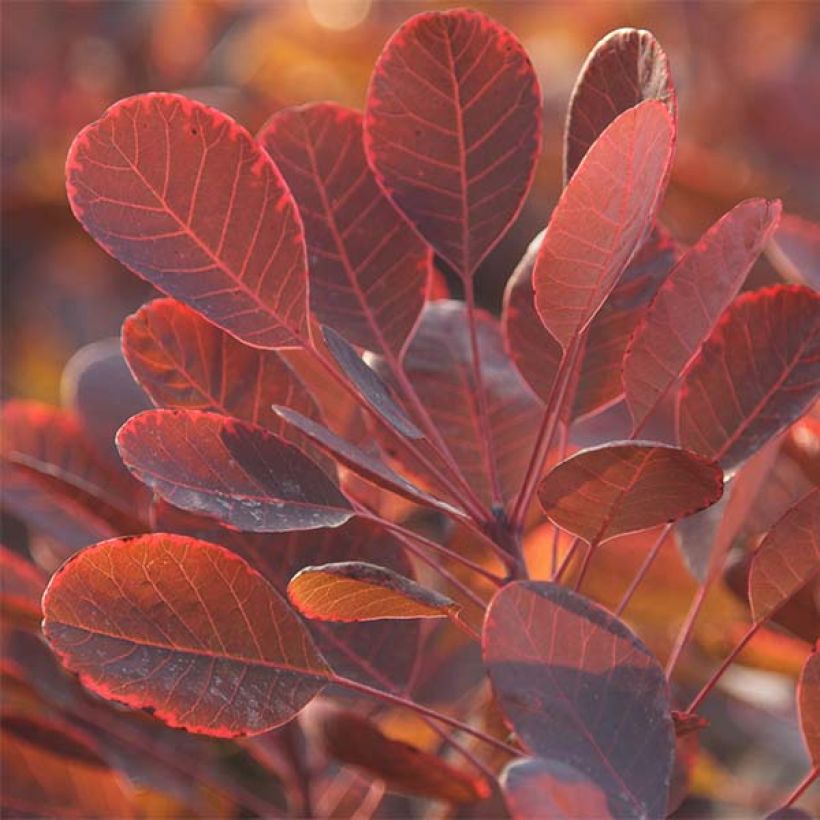 Cotinus coggygria Lilla - Arbre à perruque nain. (Foliage)