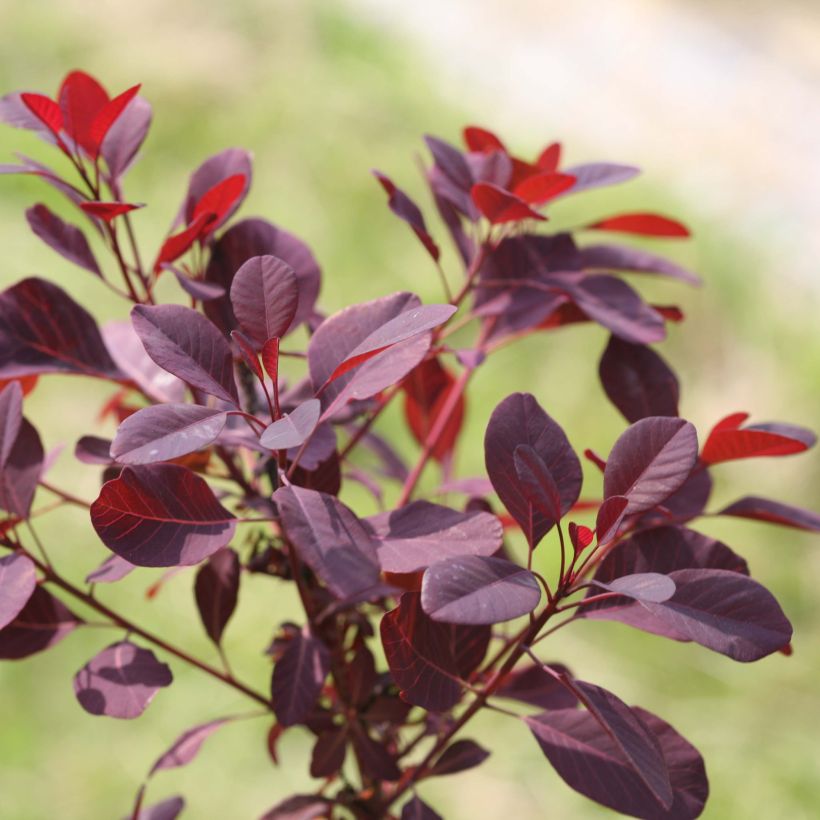 Cotinus coggygria Winecraft Black - Arbre à perruque (Foliage)