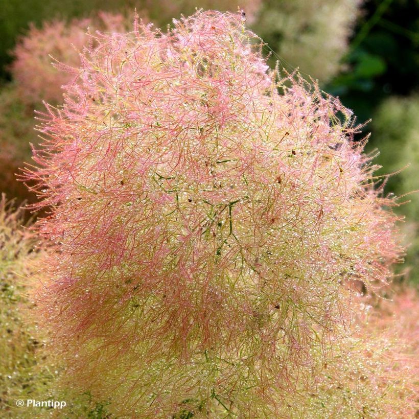 Cotinus coggygria Young Lady - Arbre à Perruque (Flowering)