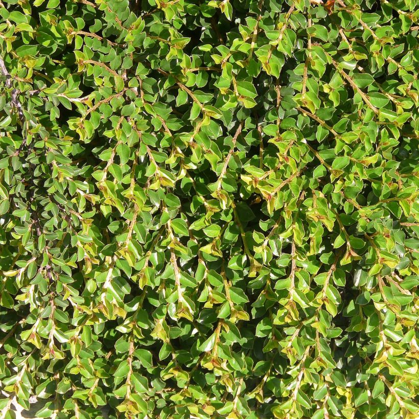 Cotoneaster adpressus - Cotonéaster rampant. (Foliage)