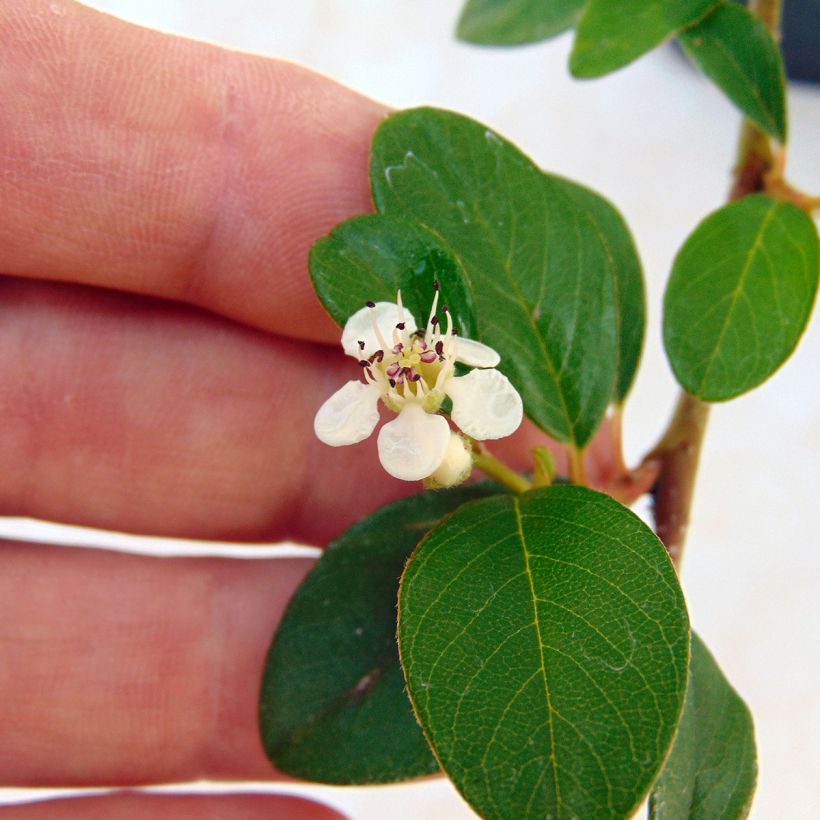 Cotoneaster dammeri - Cotoneaster de Dammer (Flowering)