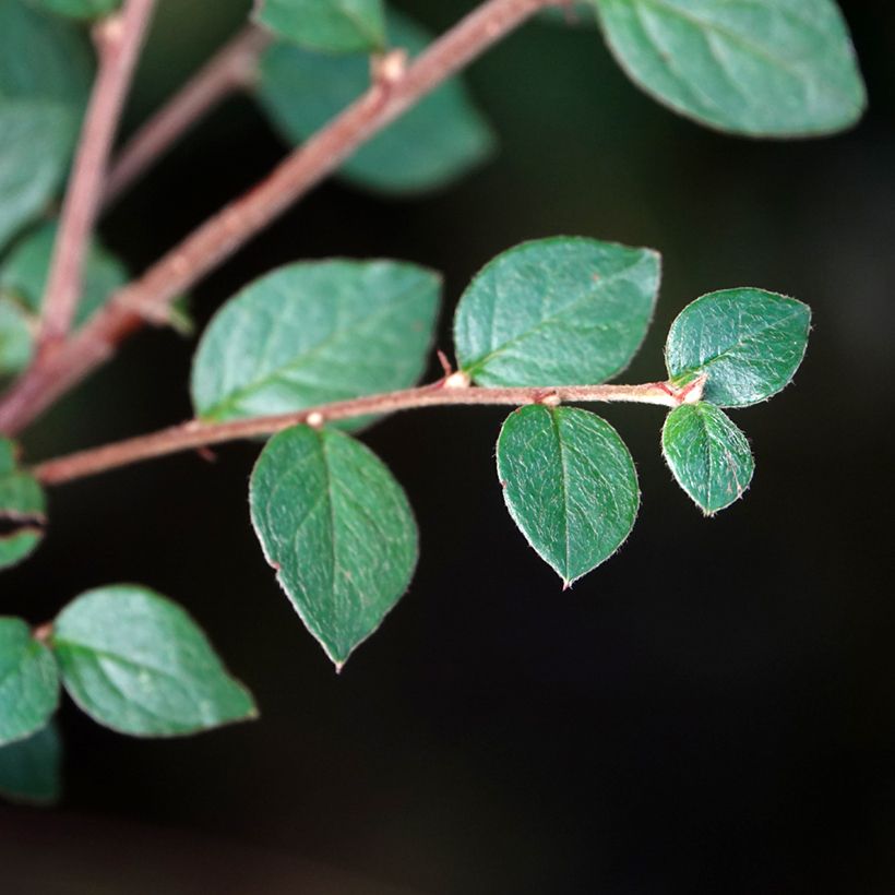 Cotoneaster dielsianus (elegans) - Cotonéaster de Diels (Foliage)