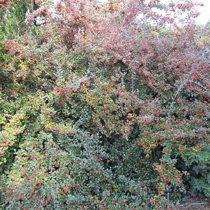 Cotoneaster dielsianus (elegans) - Cotonéaster de Diels (Plant habit)