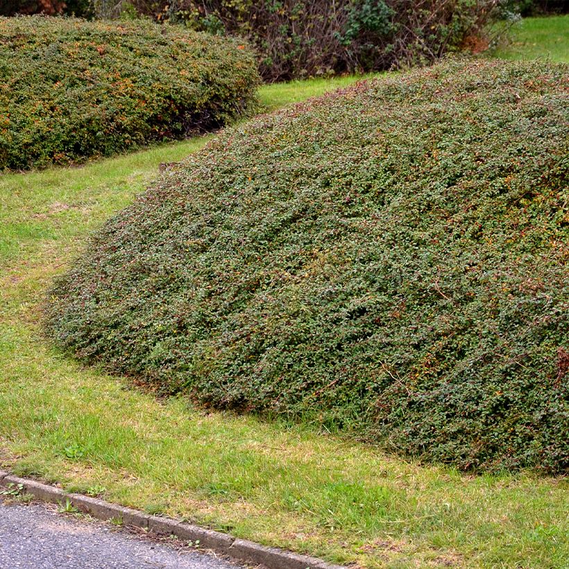 Cotoneaster divaricatus - Cotonéaster divariqué (Plant habit)