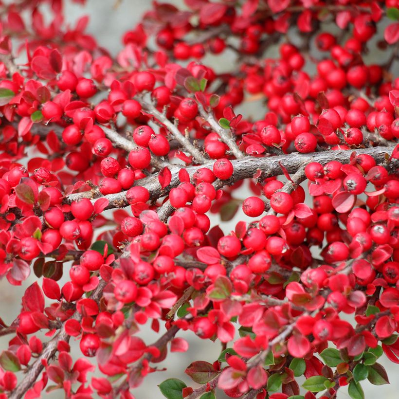 Cotoneaster horizontalis - Cotonéaster rampant (Harvest)