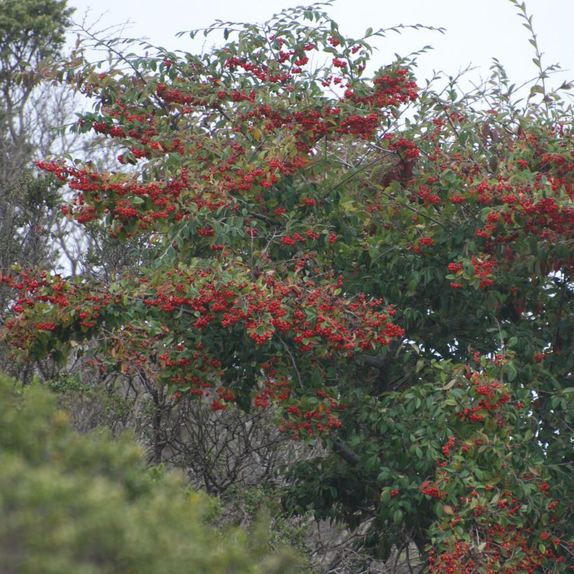 Cotoneaster lacteus - Cotonéaster laiteux (Plant habit)