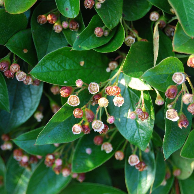 Cotoneaster lucidus  (Flowering)