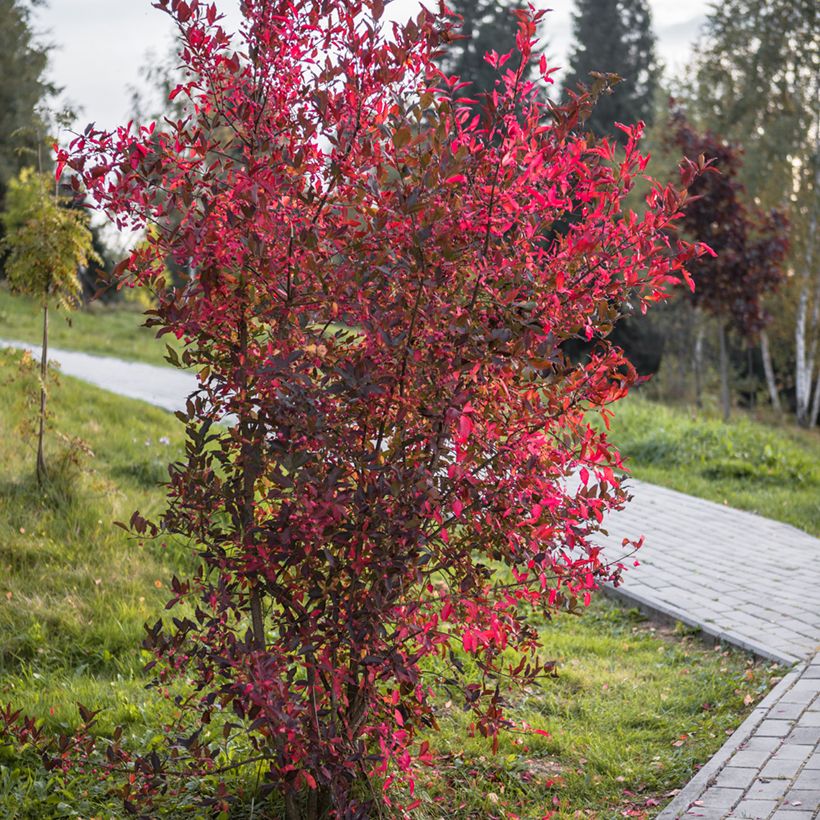 Cotoneaster lucidus  (Plant habit)