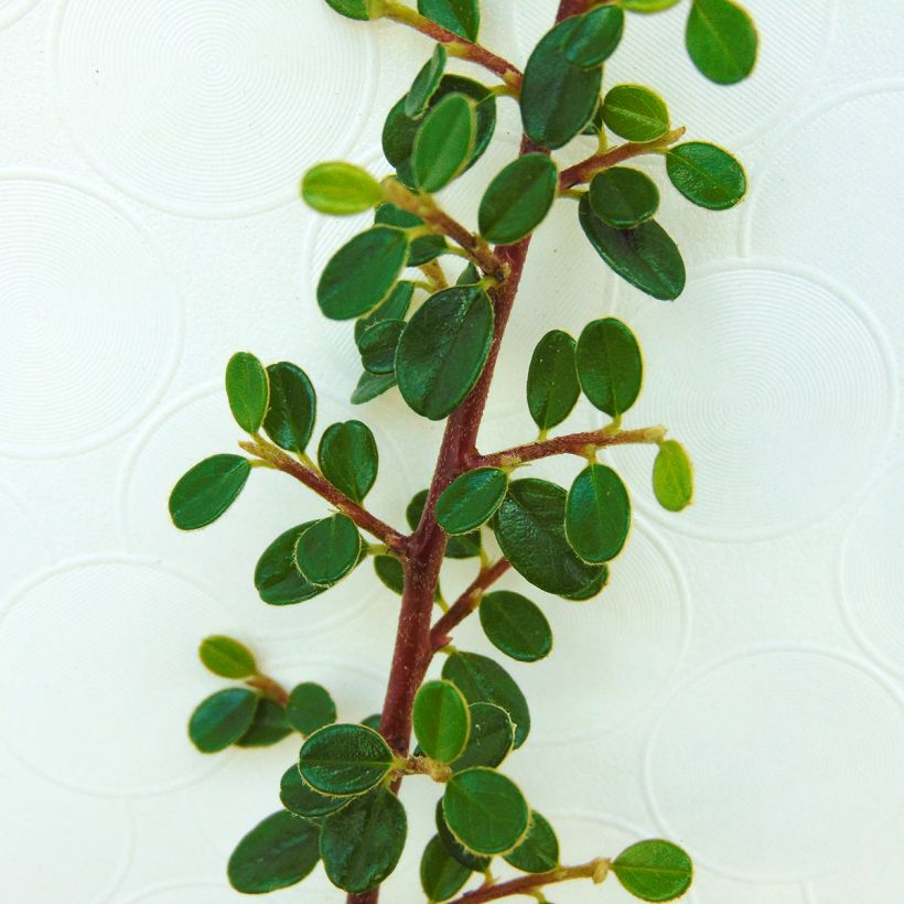 Cotoneaster microphyllus - Cotonéaster à petites feuilles (Foliage)