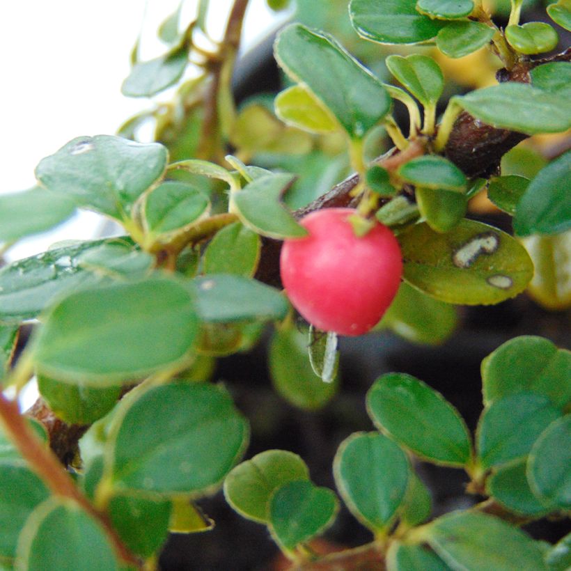 Cotoneaster microphyllus - Cotonéaster à petites feuilles (Harvest)