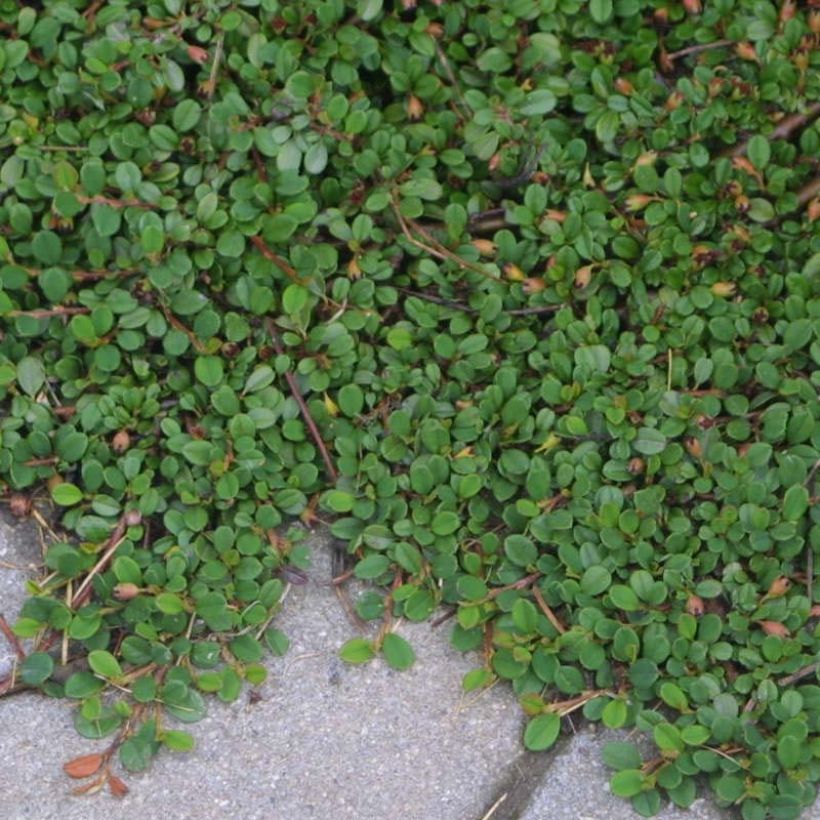Cotoneaster procumbens Streibs Findling - Cotonéaster rampant (Plant habit)