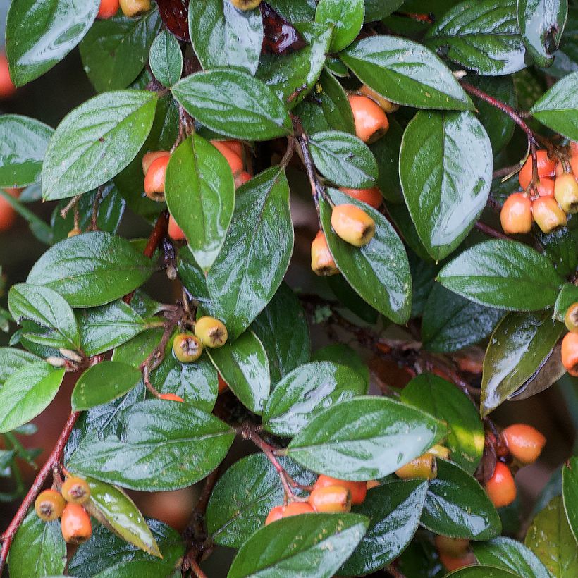Cotoneaster simonsii - Cotonéaster de Simons (Foliage)