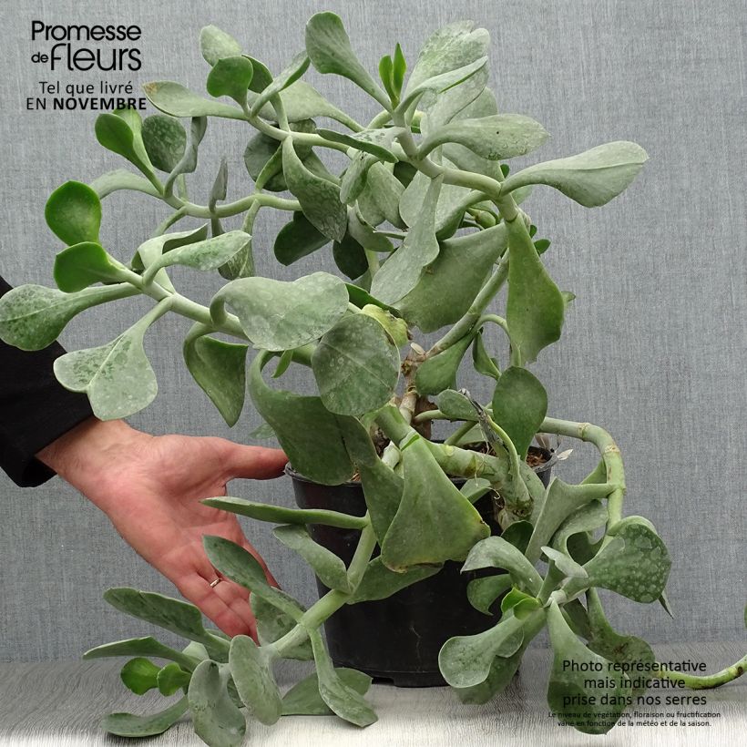 Example of Cotyledon orbiculata Gray - Plante grasse Pot de 3L/4L as you get in automne