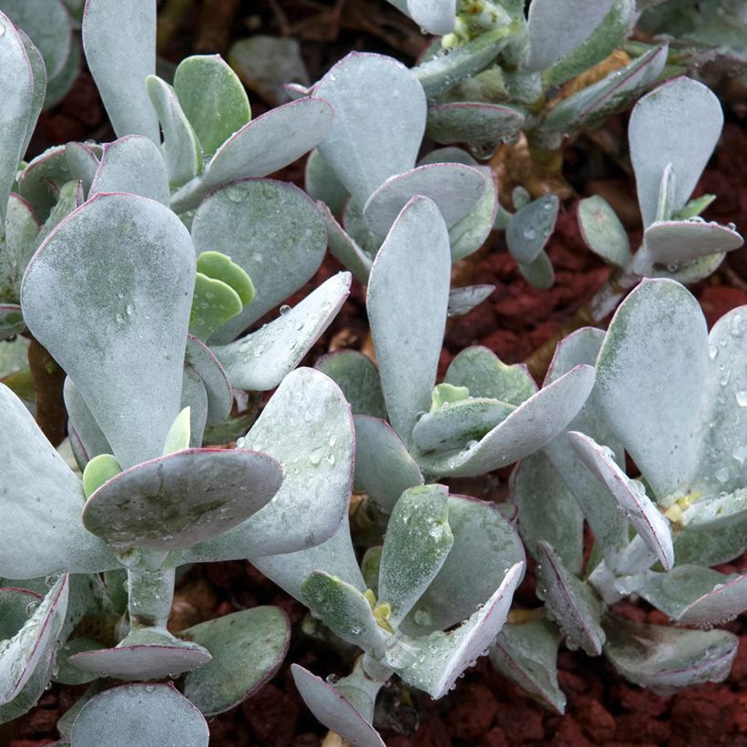 Cotyledon orbiculata Gray - Plante grasse (Foliage)