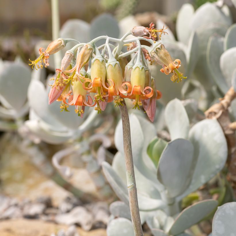 Cotyledon orbiculata Gray - Plante grasse (Flowering)