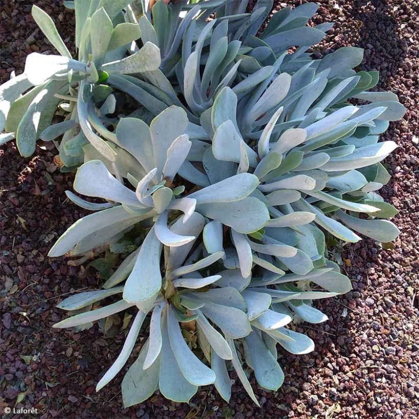 Cotyledon orbiculata Gray - Plante grasse (Plant habit)