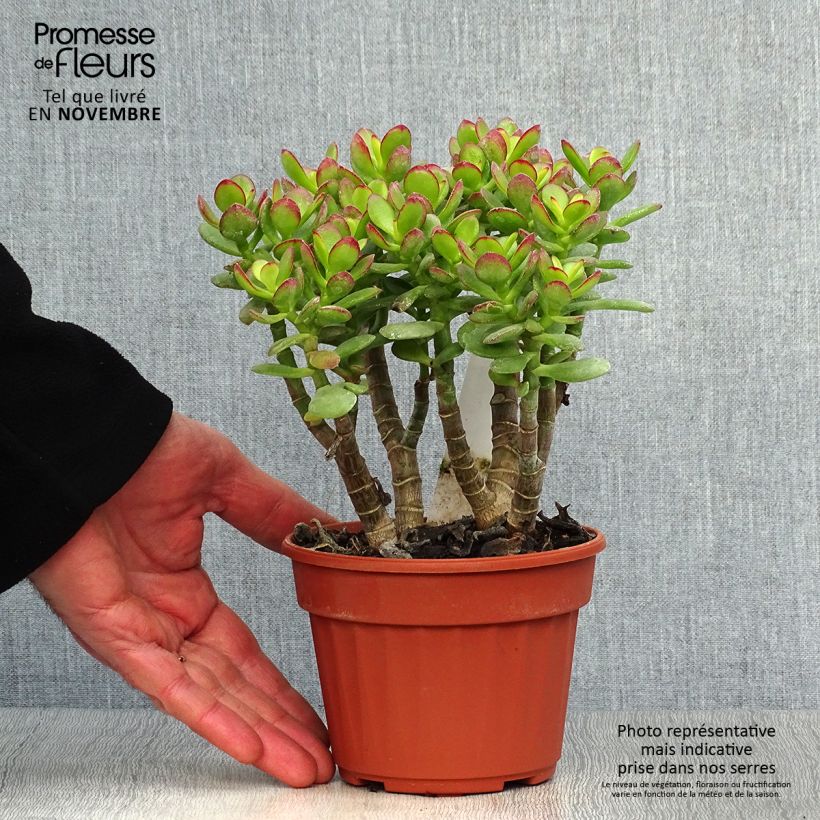 Example of Crassula ovata Minor Pot de 1L/1,5L as you get in automne
