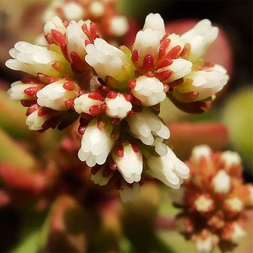 Crassula radicans Small Red - Carpette rouge (Flowering)