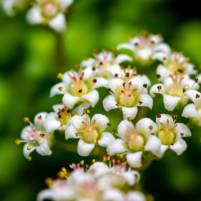 Crassula rupestris subsp. marnieriana (Flowering)