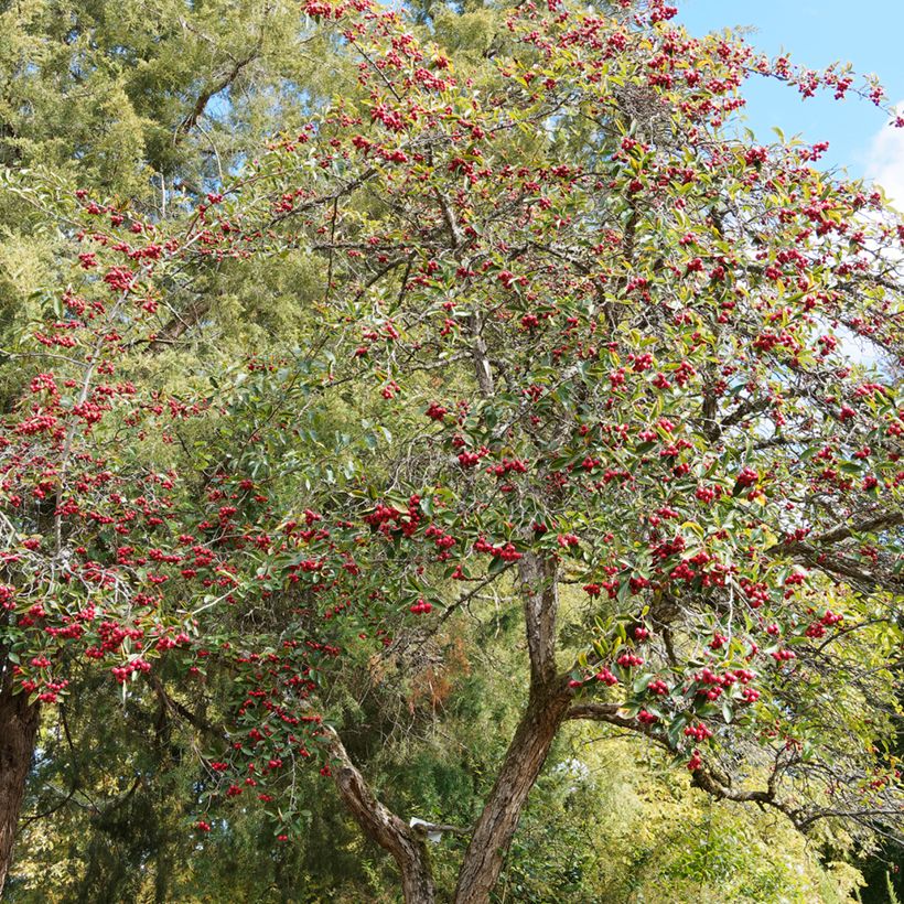 Crataegus crus-galli - Aubépine ergot de coq (Plant habit)