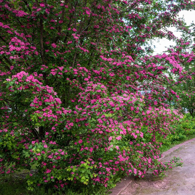 Crataegus laevigata Rosea Flore Pleno - Aubépine (Plant habit)