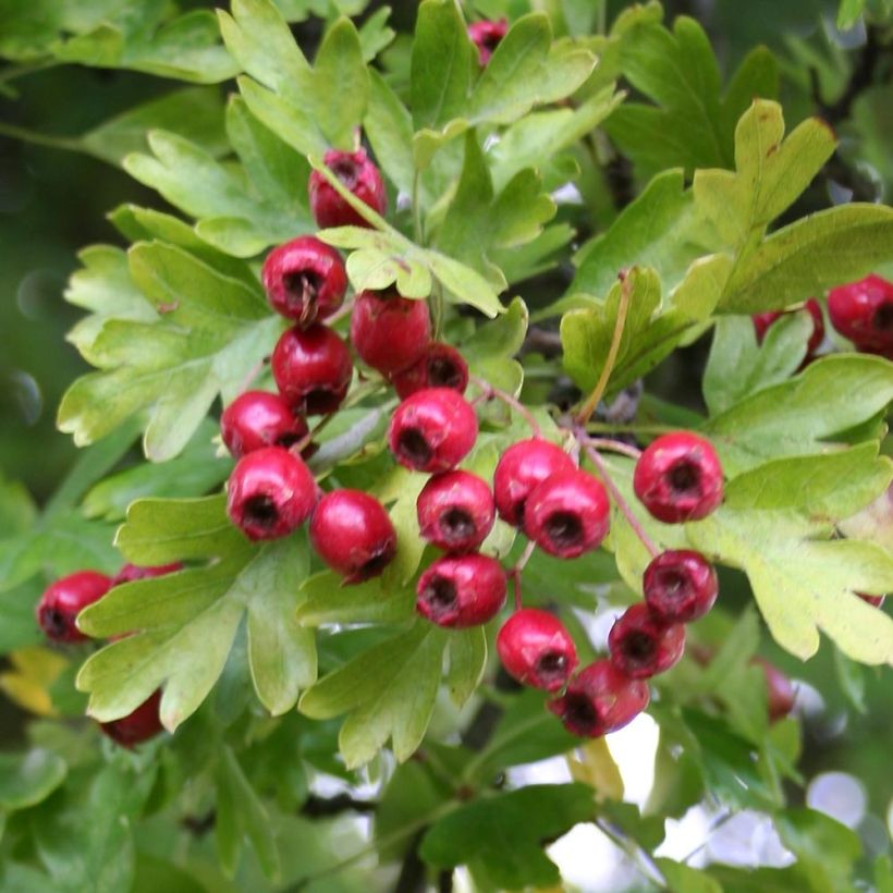 Crataegus monogyna Stricta - Aubépine (Foliage)