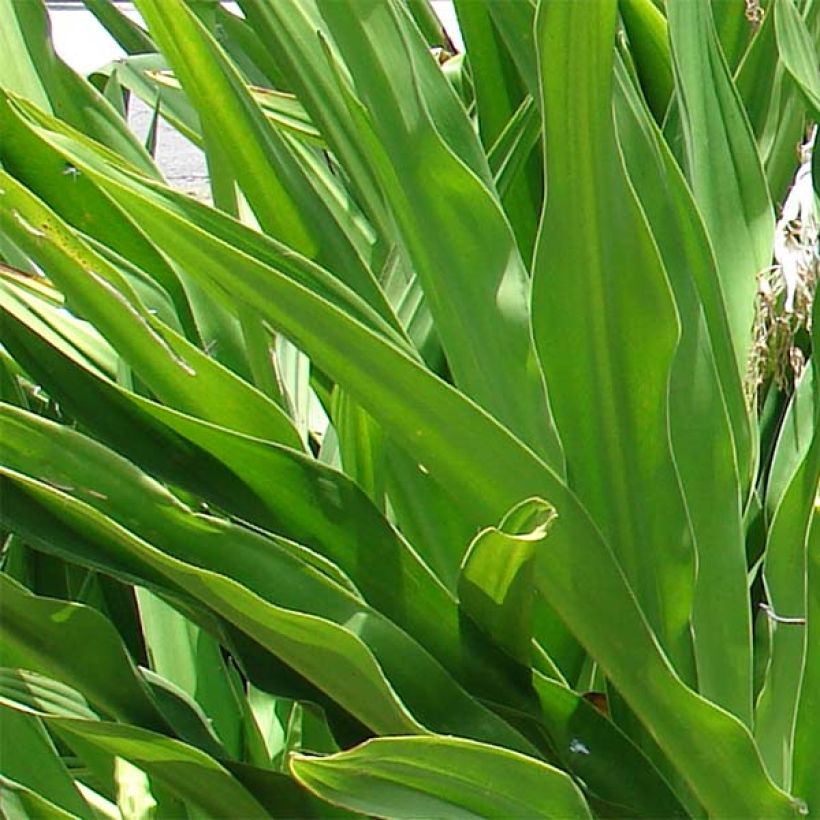 Crinum asiaticum - Crinum asiatique  (Foliage)