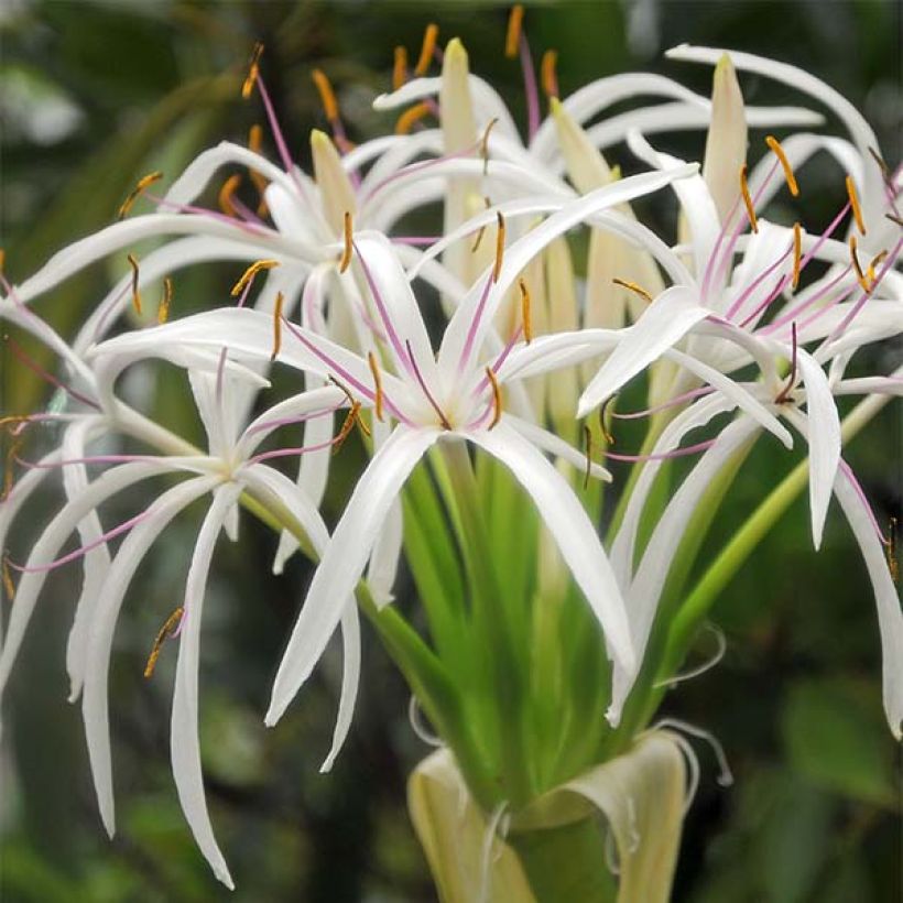 Crinum asiaticum - Crinum asiatique  (Flowering)