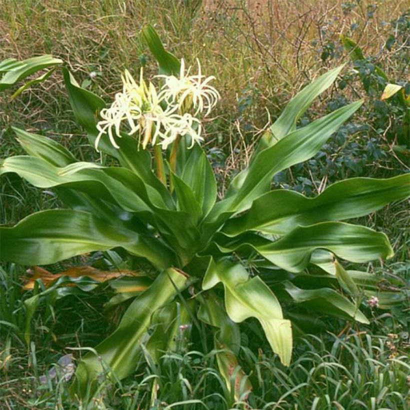 Crinum asiaticum - Crinum asiatique  (Plant habit)