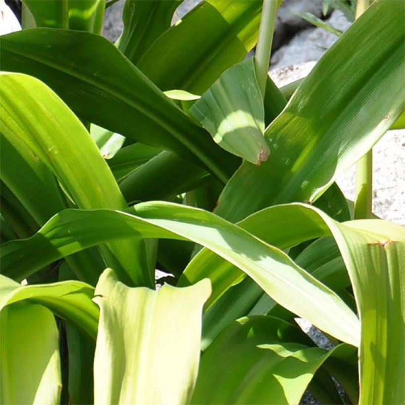 Crinum moorei (Foliage)