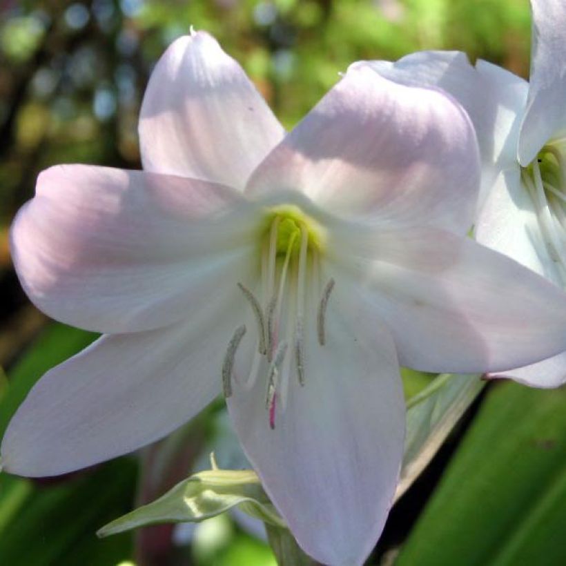 Crinum moorei (Flowering)