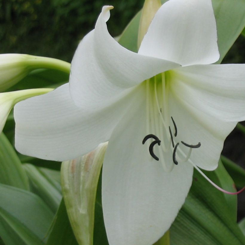 Crinum moorei Album - Crinole blanc  (Flowering)