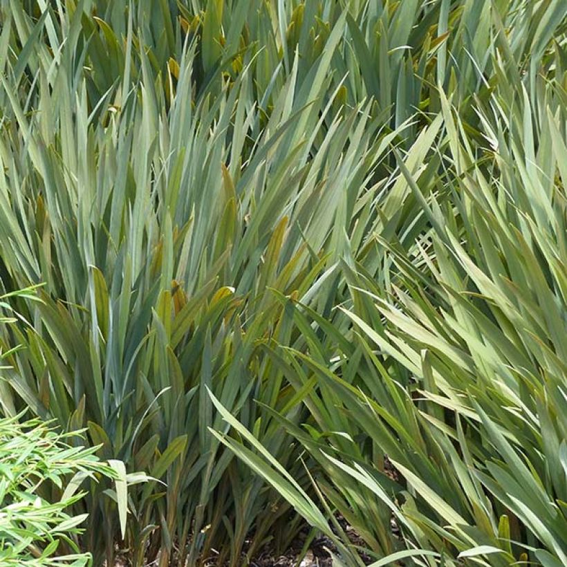 Crocosmia Babylon - Montbretia orange  (Foliage)