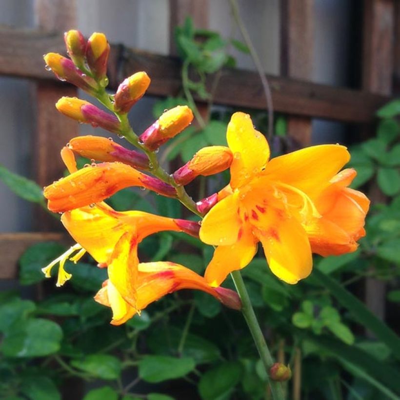 Crocosmia ou Montbretia Columbus (Flowering)