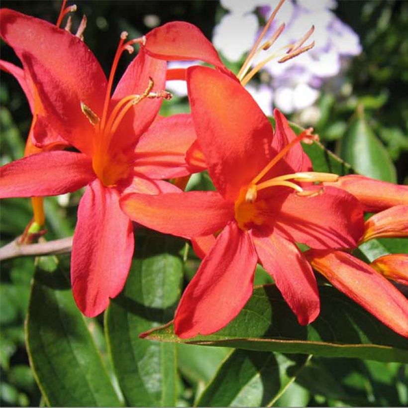 Crocosmia Mistral - Montbretia (Flowering)