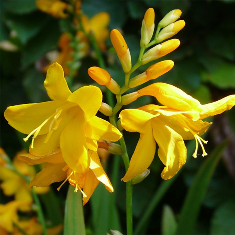 Crocosmia crocosmiiflora Buttercup - Montbretia jaune d'or pur. (Flowering)
