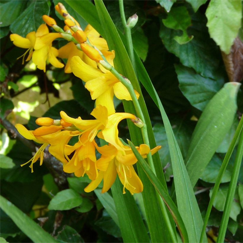 Crocosmia crocosmiiflora Buttercup - Montbretia jaune d'or pur. (Plant habit)