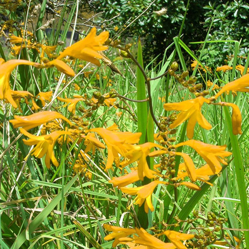Crocosmia crocosmiiflora Norwich Canary -  Montbretia (Flowering)