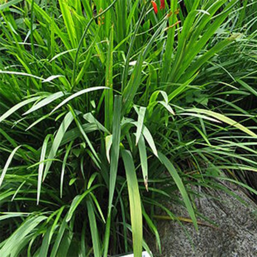 Crocosmia crocosmiiflora Solfatare -  Montbretia (Foliage)
